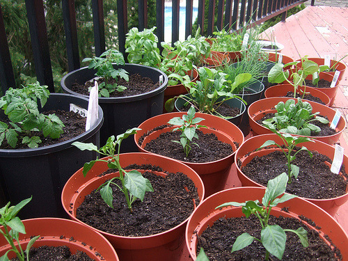 Easy Container Vegetable Gardening in 7 Simple Steps (Part 